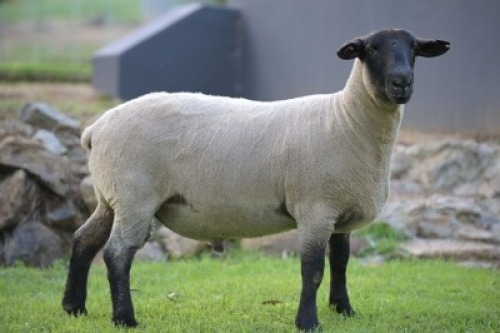 WITHDRAWN - 1 X SUFFOLK STUD RAM VREDESIG FORBES