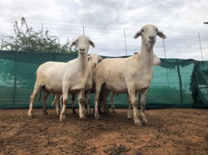 LOT 124 2X MEATMASTER OOIE MET LAMMERS/EWE WITH LAMBS ADEN MEATMASTERS(PER STUK OM LOT TE NEEM/PER PIECE TO TAKE THE LOT)