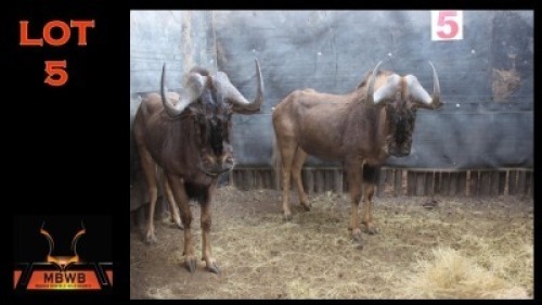 LOT 5 2X SWARTWILDEBEES M:2 (Per Piece to take the lot/Per stuk om lot te neem)