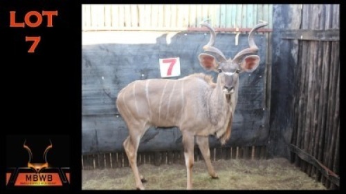 LOT 7 1X KOEDOE M:1