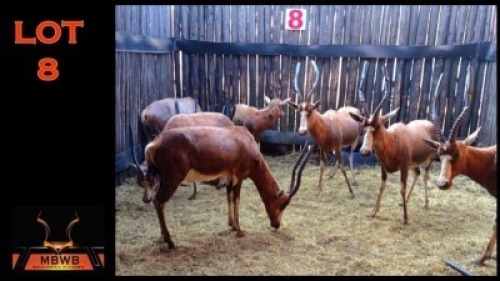 LOT 8 9X BLESBOK V/F:9 (Per Piece to take the lot/Per stuk om lot te neem)