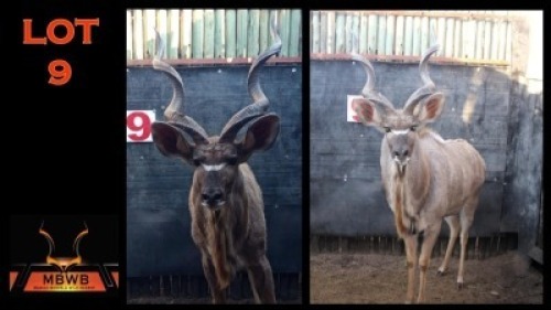 LOT 9 1X KOEDOE M:1