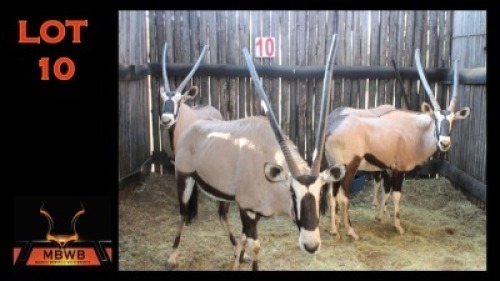 LOT 10 4X GEMSBOK M:2 V/F:2 (Per Piece to take the lot/Per stuk om lot te neem)
