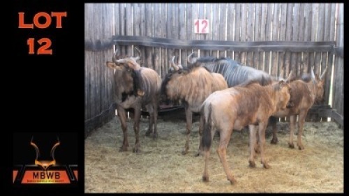 LOT 12 5X BLOUWILDEBEES M:1 V/F:4 (Per Piece to take the lot/Per stuk om lot te neem)