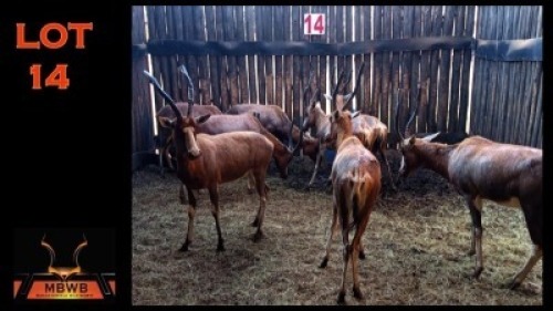 LOT 14 8X BLESBOK V/F:8 (Per Piece to take the lot/Per stuk om lot te neem)
