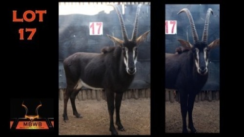 LOT 17 1X SWARTWITPENS M:1