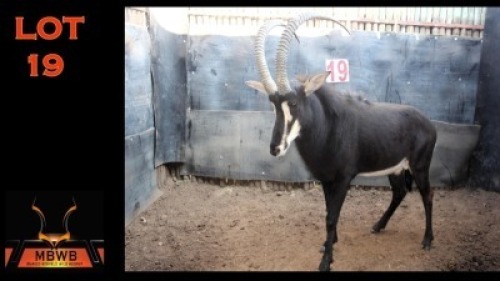 LOT 19 1X SWARTWITPENS M:1