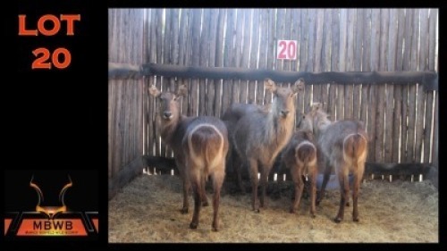 LOT 20 5X WATERBOK V/F:5 (Per Piece to take the lot/Per stuk om lot te neem)