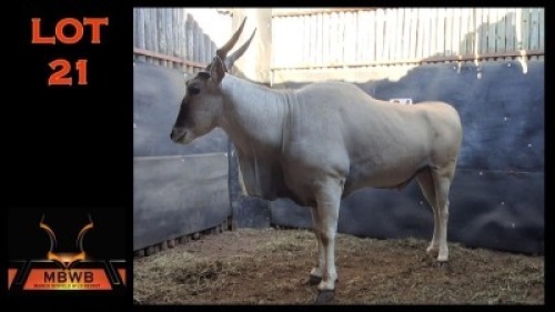 LOT 21 1X ELAND M:1