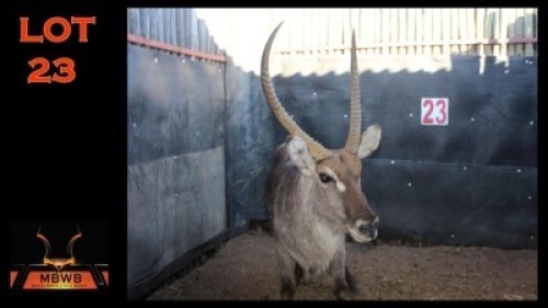 LOT 23 1X WATERBOK M:1