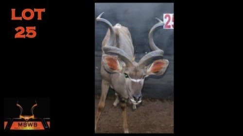 LOT 25 1X KOEDOE M:1