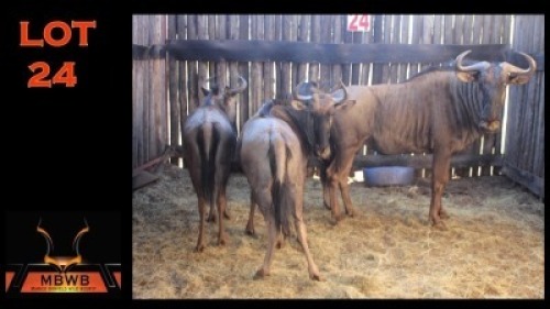 LOT 24 4X BLOUWILDEBEES M:1 V/F:3 (Per Piece to take the lot/Per stuk om lot te neem)