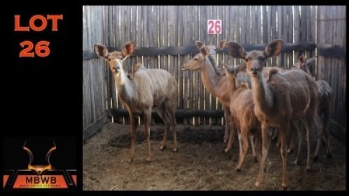 LOT 26 6X KOEDOE V/F:6 (Per Piece to take the lot/Per stuk om lot te neem)