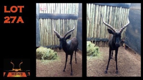 LOT 27A 1X SWART ROOIBOK M:1
