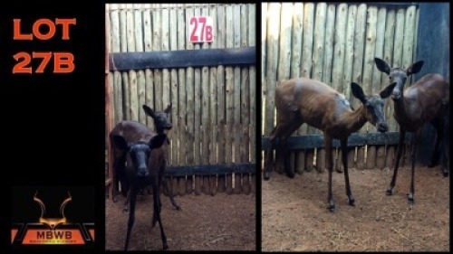 LOT 27B 2X SWART ROOIBOK V/F:2 (Per Piece to take the lot/Per stuk om lot te neem)