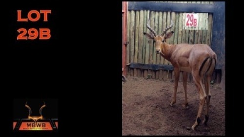 LOT 29B 1X ROOIBOK M:1