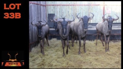 LOT 33B 5X BLOUWILDEBEES M:5 (Per Piece to take the lot/Per stuk om lot te neem)