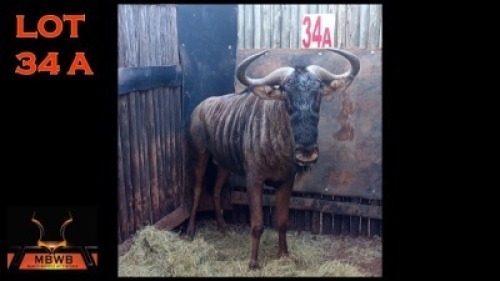 LOT 34A 1X BLOUWILDEBEES M:1