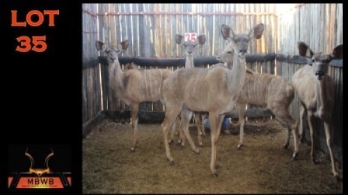 LOT 35 6X KOEDOE V/F:6 (Per Piece to take the lot/Per stuk om lot te neem)