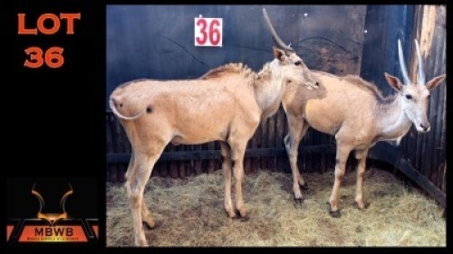 LOT 36 2X ELAND M:1 V/F:1 (Per Piece to take the lot/Per stuk om lot te neem)