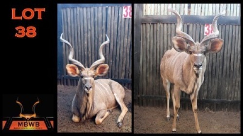 LOT 38 1X KOEDOE M:1