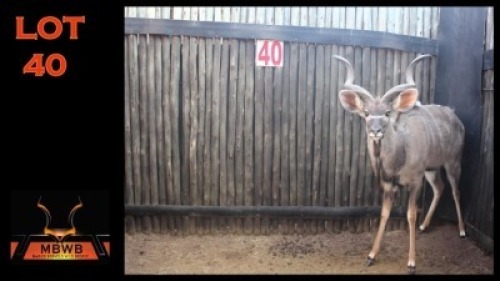 LOT 40 1X KOEDOE M:1