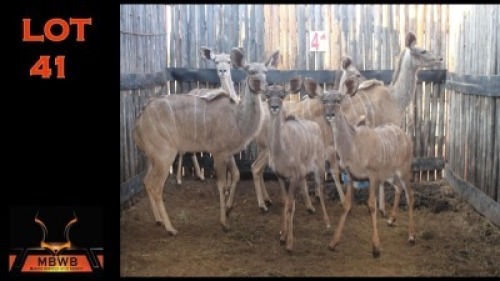 LOT 41 6X KOEDOE V/F:6 (Per Piece to take the lot/Per stuk om lot te neem)