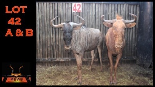 LOT 42A 1X BLOUWILDEBEES M:1