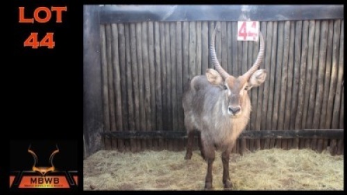 LOT 44 1X WATERBOK M:1