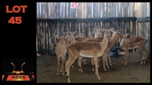 LOT 45 9X ROOIBOK M:1 V/F:8 (Per Piece to take the lot/Per stuk om lot te neem)