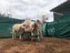LOT 124 2X MEATMASTER OOIE MET LAMMERS/EWE WITH LAMBS ADEN MEATMASTERS(PER STUK OM LOT TE NEEM/PER PIECE TO TAKE THE LOT) - 2