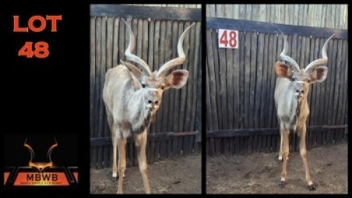 LOT 48 1X KOEDOE M:1