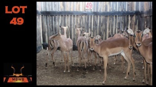 LOT 49 11X ROOIBOK M:1 V/F:10 (Per Piece to take the lot/Per stuk om lot te neem)