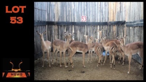 LOT 53 10X ROOIBOK M:4 V/F:6 (Per Piece to take the lot/Per stuk om lot te neem)