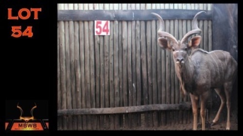 LOT 54 1X KOEDOE M:1