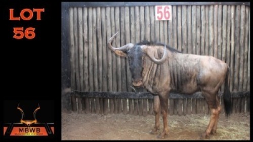 LOT 56 1X BLOUWILDEBEES M:1