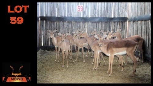 LOT 59 12X ROOIBOK M:1 V/F:11 (Per Piece to take the lot/Per stuk om lot te neem)