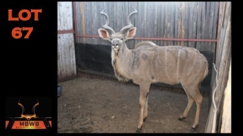 LOT 67 1X KOEDOE M:1