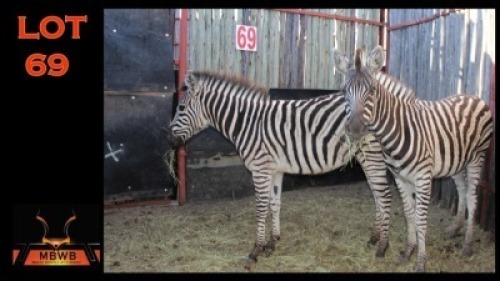 LOT 69 2X ZEBRA M: V/F:2 (Per Piece to take the lot/Per stuk om lot te neem)