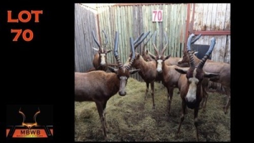 LOT 70 7X BLESBOK M:7 (Per Piece to take the lot/Per stuk om lot te neem)