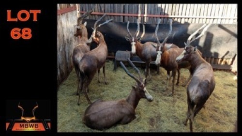 LOT 68 6X BLESBOK M:6 (Per Piece to take the lot/Per stuk om lot te neem)