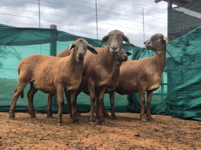 LOT 77 2X MEATMASTER OOI MET LAMMERS/EWE WITH LAMB ADEN MEATMASTERS(PER STUK OM LOT TE NEEM/PER PIECE TO TAKE THE LOT)