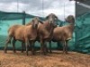 LOT 77 2X MEATMASTER&nbsp;OOI MET LAMMERS/EWE WITH LAMB ADEN MEATMASTERS(PER STUK OM LOT TE NEEM/PER PIECE TO TAKE THE LOT)