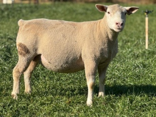 1 X ILE DE FRANCE STUD EWE HAGELAND