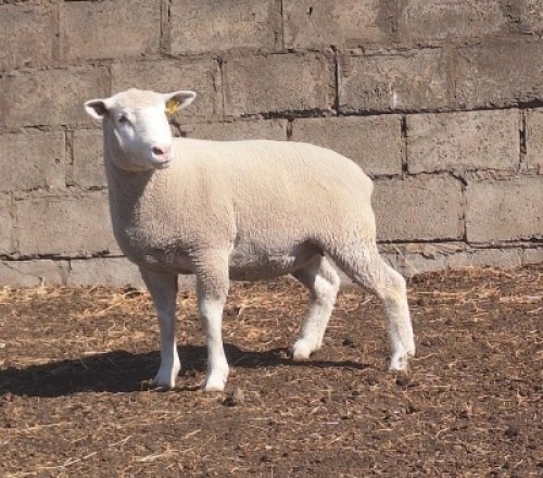 1 X ILE DE FRANCE STUD EWE JANCOR