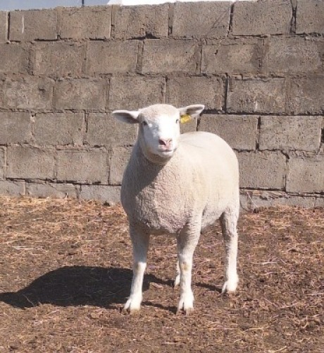 1 X ILE DE FRANCE STUD EWE JANCOR