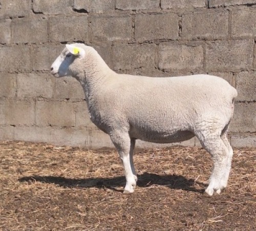 1 X ILE DE FRANCE STUD PREGNANT EWE JANCOR