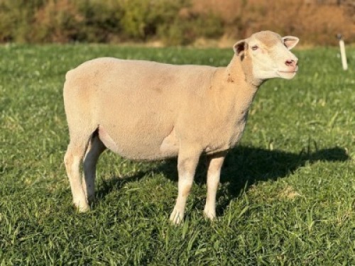 1 X ILE DE FRANCE STUD EWE HAGELAND