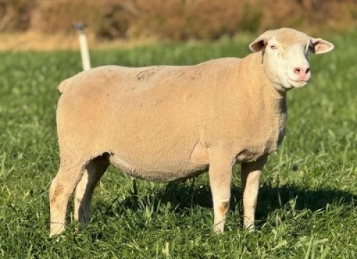 1 X ILE DE FRANCE STUD EWE HAGELAND
