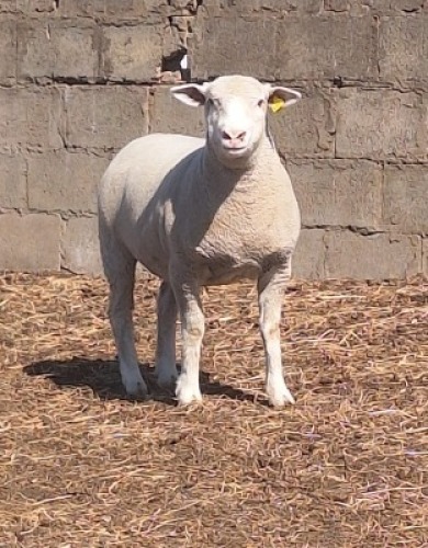 1 X ILE DE FRANCE STUD PREGNANT EWE JANCOR
